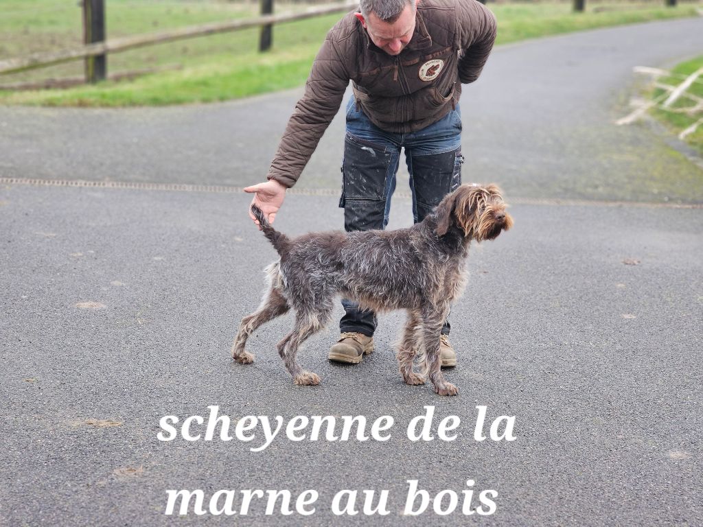Scheyenne De La Marne Au Bois