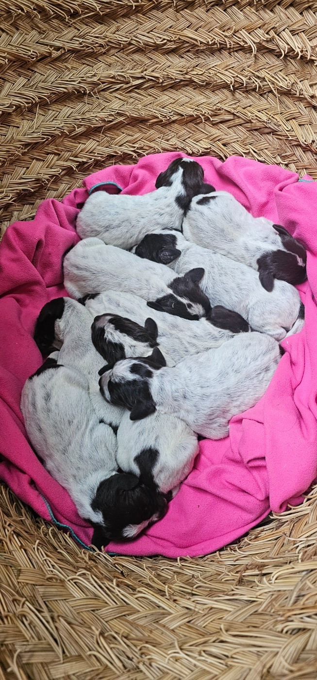 De La Prairie Du Hocquet - Chiots disponibles - Griffon d'arrêt à poil dur Korthals