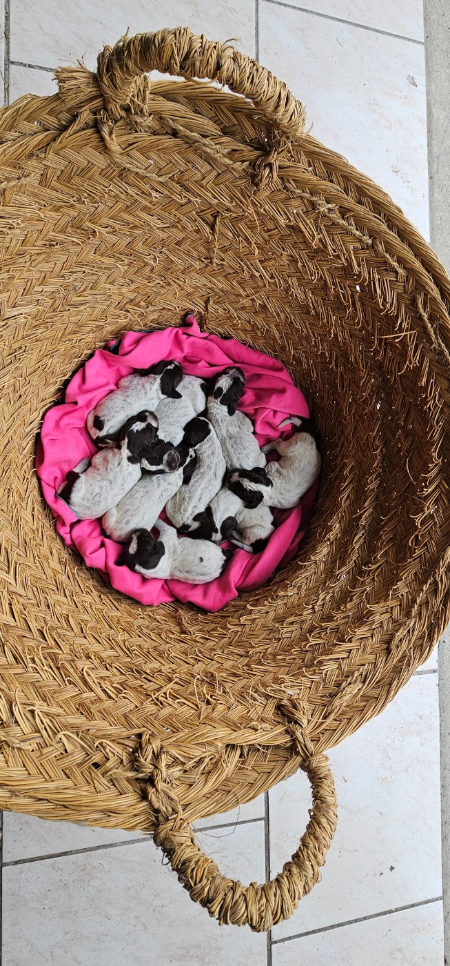 De La Prairie Du Hocquet - Chiots disponibles - Griffon d'arrêt à poil dur Korthals