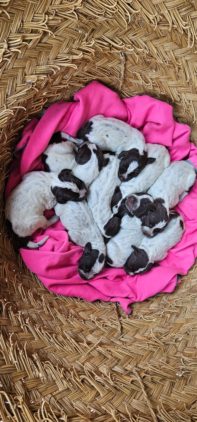 De La Prairie Du Hocquet - Chiots disponibles - Griffon d'arrêt à poil dur Korthals