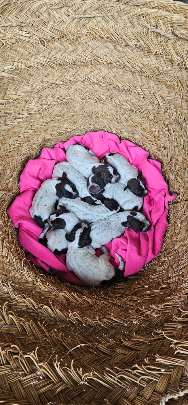 De La Prairie Du Hocquet - Chiots disponibles - Griffon d'arrêt à poil dur Korthals