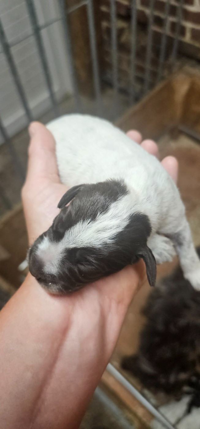 De La Prairie Du Hocquet - Chiots disponibles - Griffon d'arrêt à poil dur Korthals