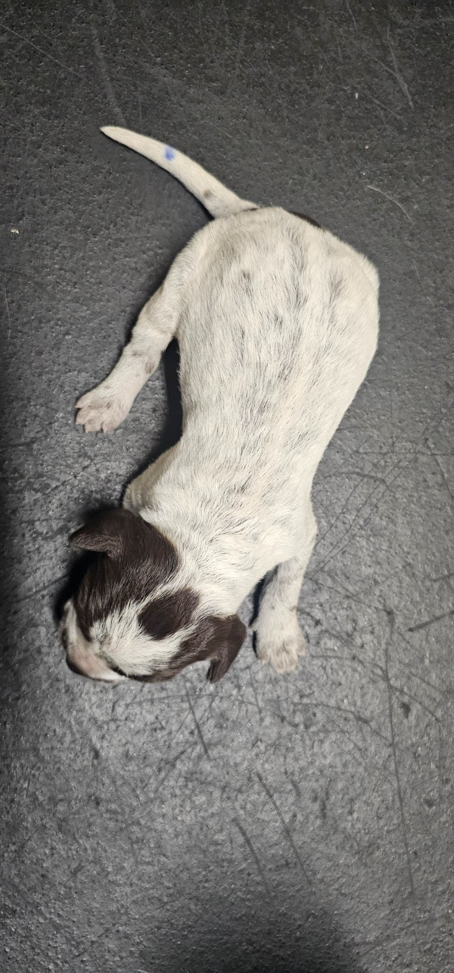 De La Prairie Du Hocquet - Chiots disponibles - Griffon d'arrêt à poil dur Korthals