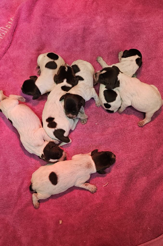 De La Prairie Du Hocquet - Chiots disponibles - Griffon d'arrêt à poil dur Korthals