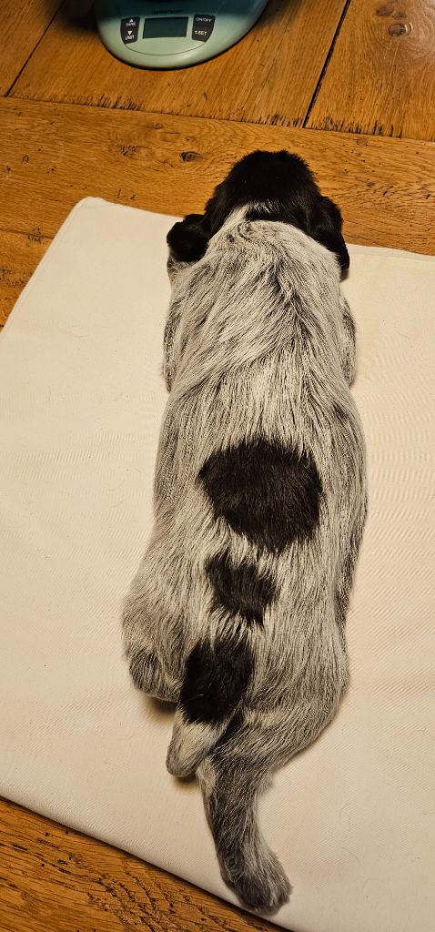 De La Prairie Du Hocquet - Chiots disponibles - Griffon d'arrêt à poil dur Korthals