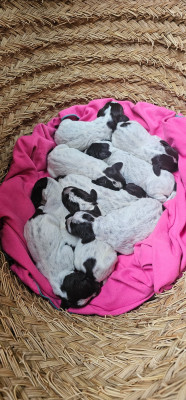 CHIOT 2