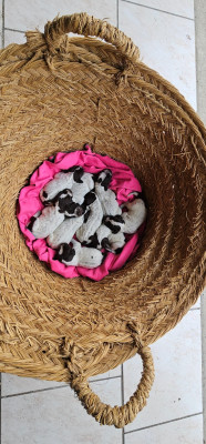 CHIOT 3