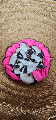 CHIOT 5
