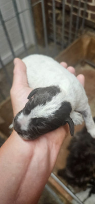 CHIOT 6