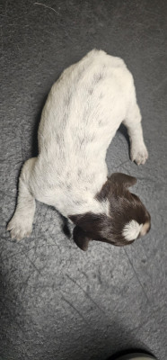 CHIOT 7