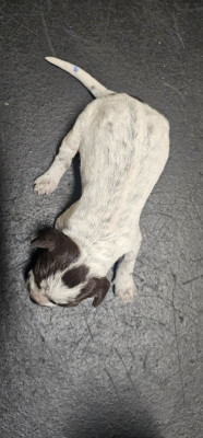 CHIOT 8