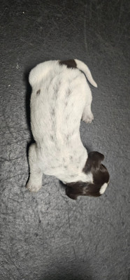 CHIOT 9