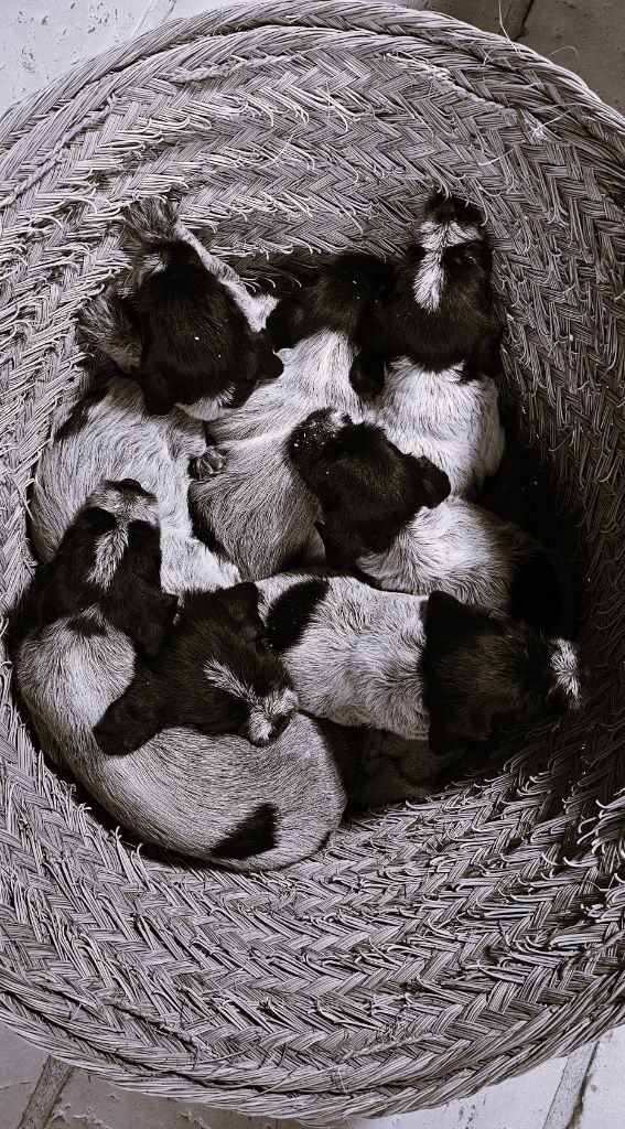 De La Prairie Du Hocquet - Griffon d'arrêt à poil dur Korthals - Portée née le 12/09/2025